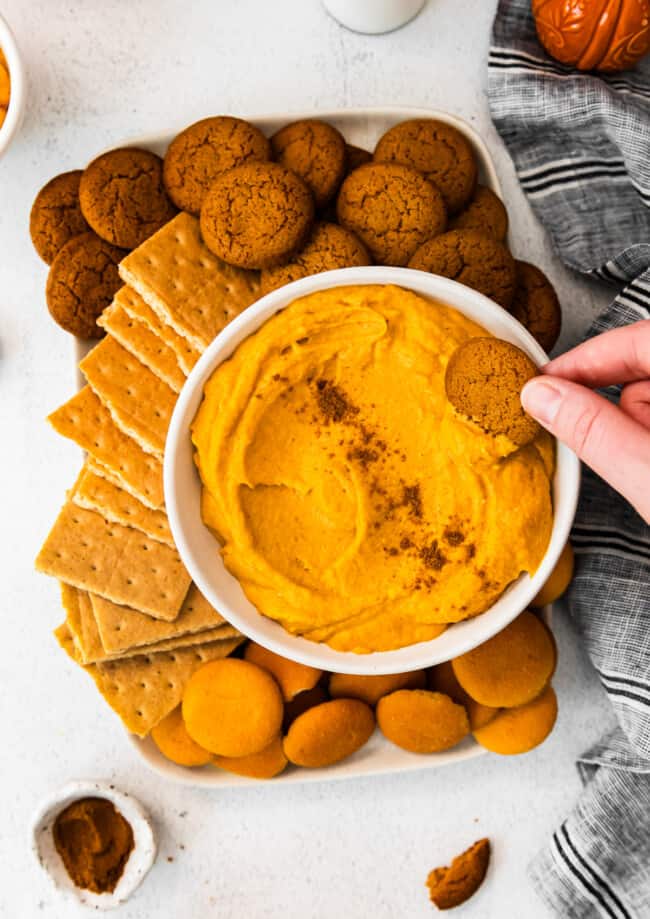 hand dipping a gingersnap cookie into white bowl filled with pumpkin cheesecake dip