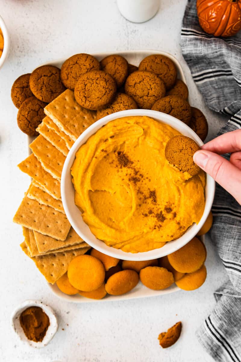 hand dipping a gingersnap cookie into white bowl filled with pumpkin cheesecake dip
